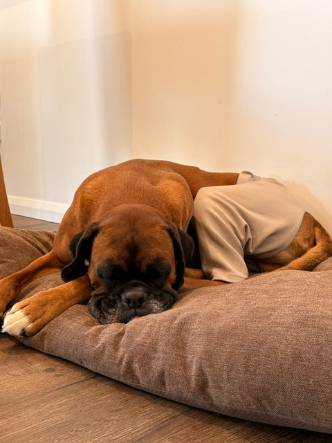Anne Doyle, founder of Pet Culture Co and dog mum to Ace (Pictured)