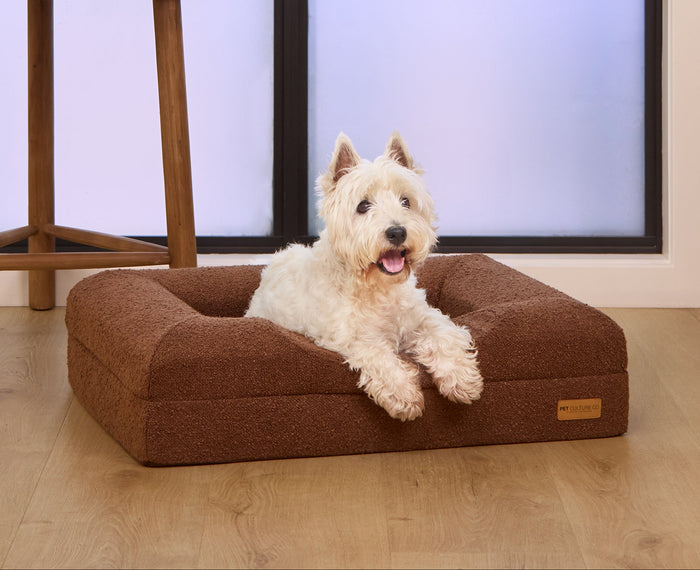 Lachlan Mcgrath. Scruffy rests on our Infrared Recovery Bed.